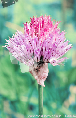 Image of purple flower bloom on blurry blue background