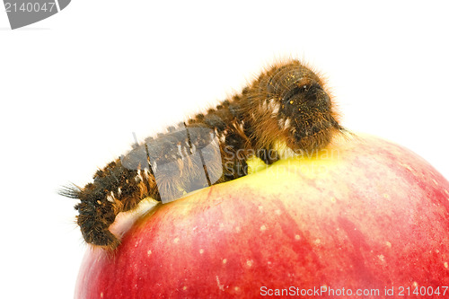 Image of  red apple and caterpillar