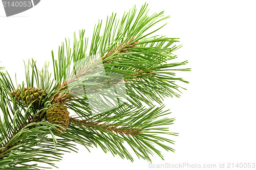 Image of green pine branch