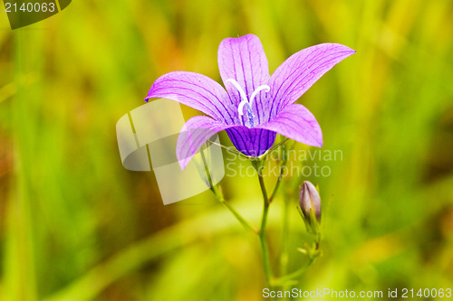 Image of purple flower bloom