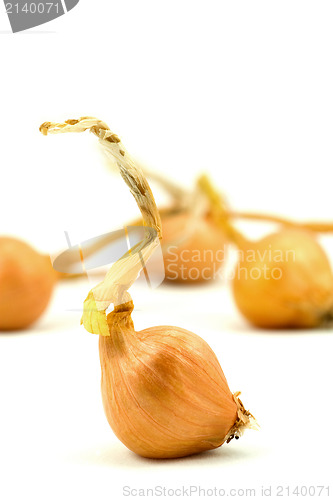 Image of  small onions