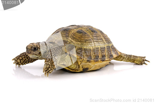 Image of turtle with reflection over a white