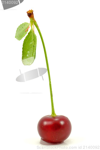 Image of single red cherry