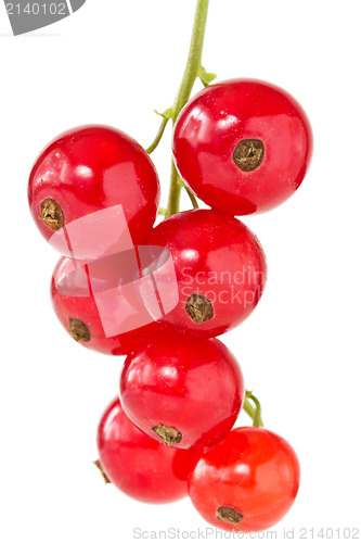 Image of red currant 