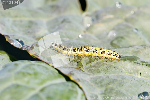 Image of cutworm crawling on a cabbage