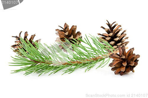Image of cones and green pine branch