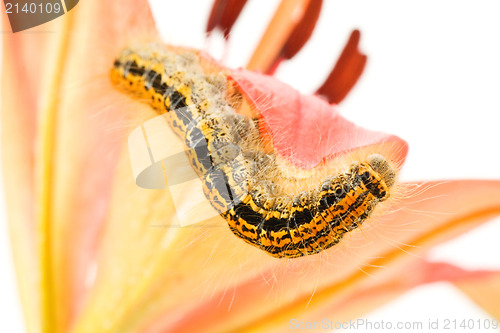 Image of caterpillar crawling on flower