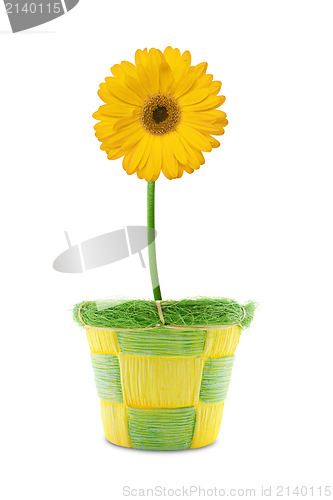 Image of yellow gerbera in a pot