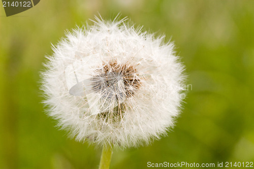 Image of close-up of dandelion clock