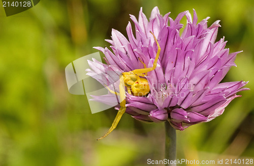 Image of  spider sitting on purple flower