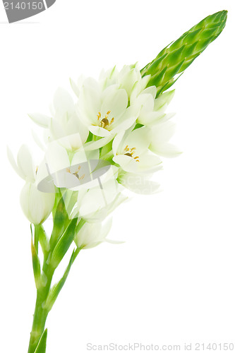 Image of white flower bloom