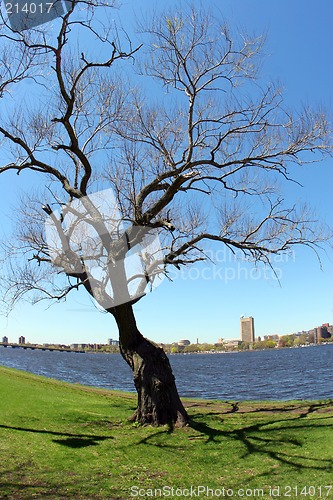 Image of Tree by the river