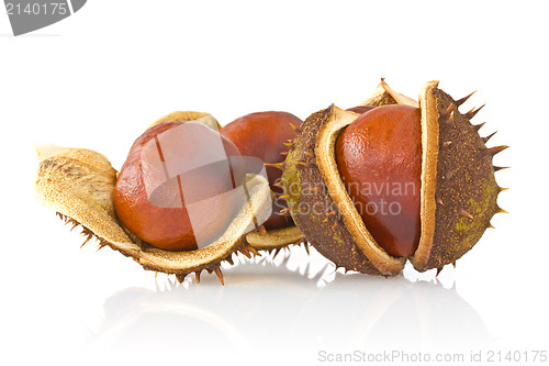 Image of Three autumnal chestnuts