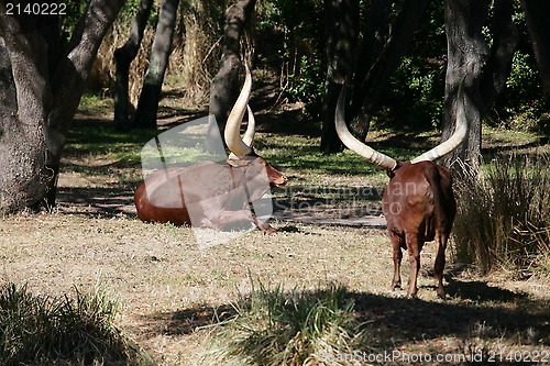 Image of Ankole Longhorn Cattle/Ankole cow with huge horns 