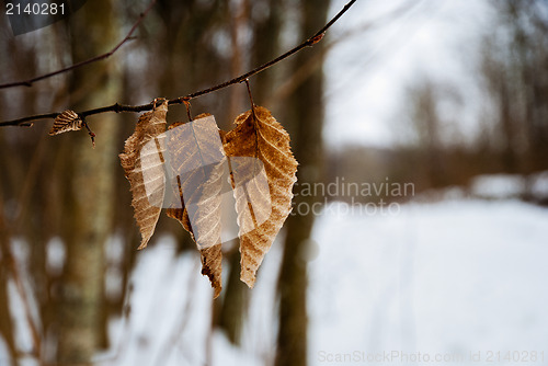 Image of Leaves at winter