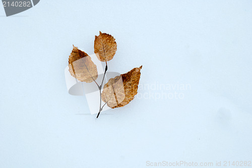 Image of Hornbeam twig