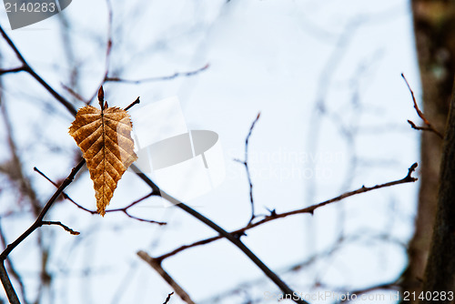 Image of Winter leaf