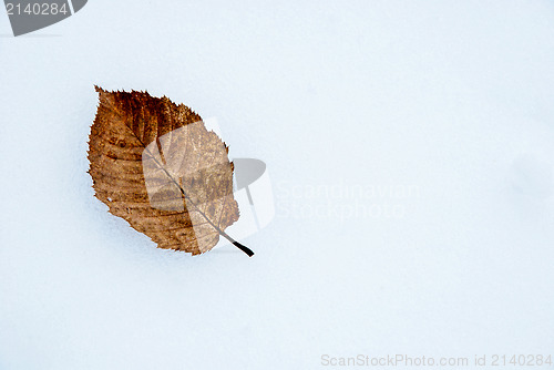 Image of Fallen hornbeam leaf