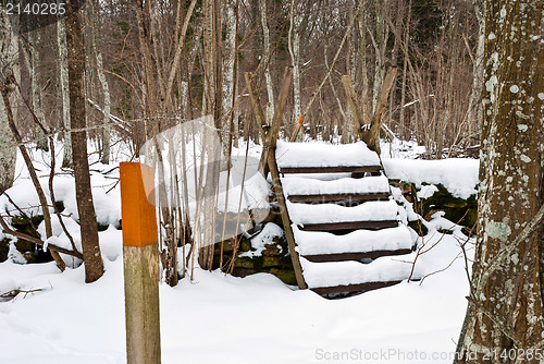 Image of Path in forest