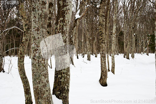 Image of Hornbeam trunks