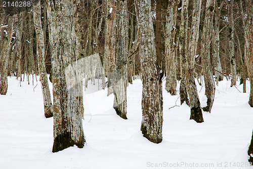 Image of Common hornbeam forest