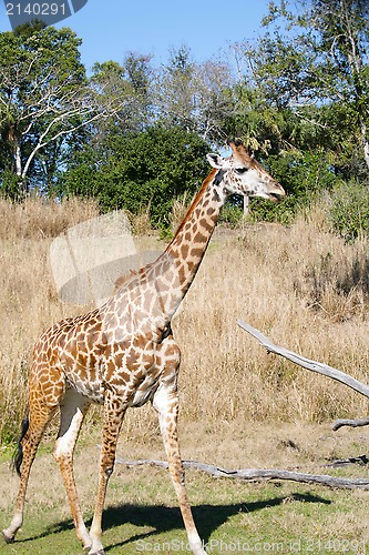 Image of Giraffe in Africa.  Focus in the body.