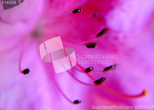 Image of Abstract of a flower