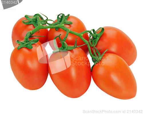 Image of tomatoes on the vine isolated on white background