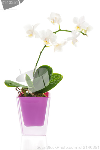 Image of miniature white orchid arrangement centerpiece in vase isolated 