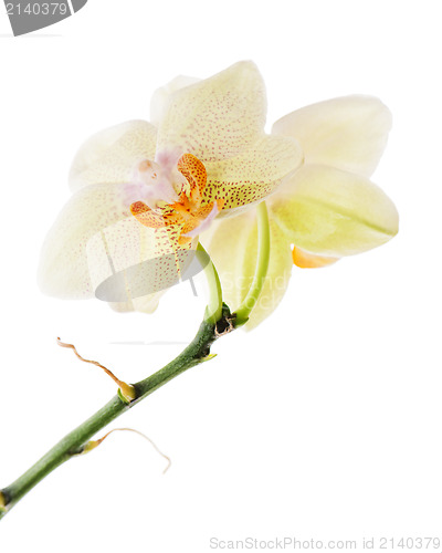 Image of orchidea arrangement centerpiece isolated on white background