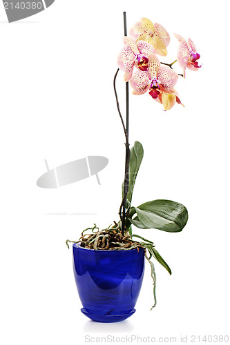 Image of orchid arrangement centerpiece in blue vase isolated on white ba