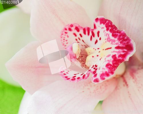 Image of part of pink ortchid closeup