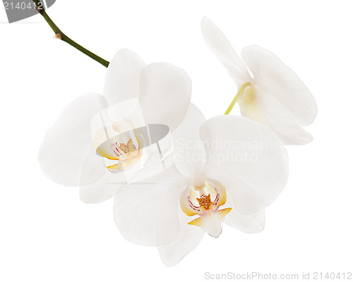 Image of white ortchid isolated on white background 