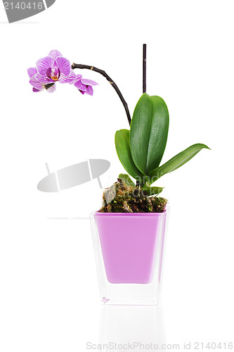 Image of miniature orchid arrangement centerpiece in vase isolated on whi