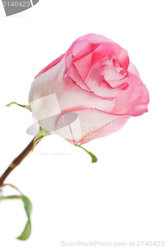 Image of rose isolated on white background