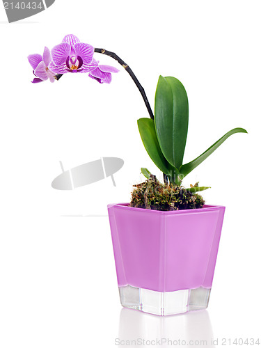 Image of rare miniature orchid arrangement centerpiece in vase isolated o