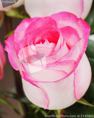Image of rose isolated on white background