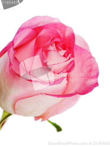 Image of rose isolated on white background