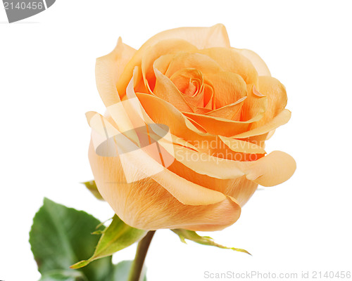 Image of yellow rose isolated on white background