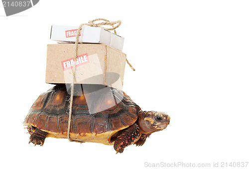 Image of Tortoise Slow Mail