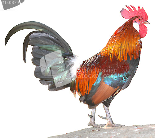 Image of rooster