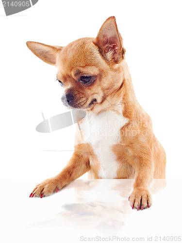 Image of red chihuahua dog isolated on white background