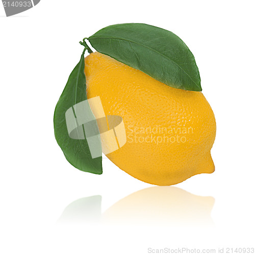 Image of fresh lemon citrus with green leaves isolated on white backgroun