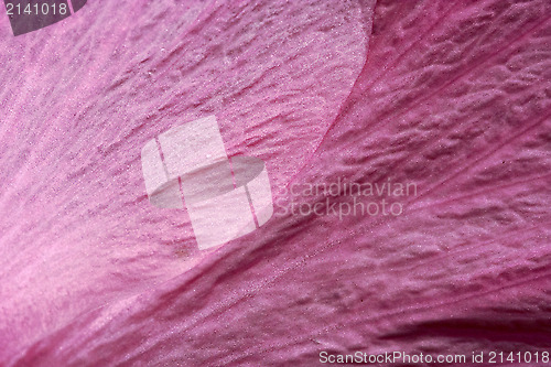 Image of rose texture in bahamas