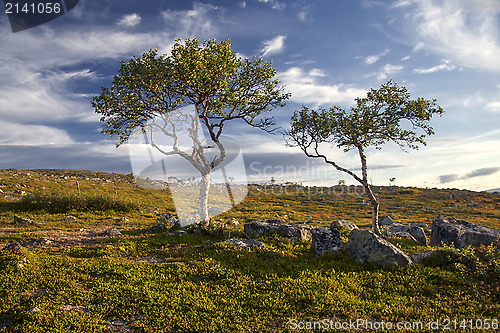 Image of Trees in the mountain