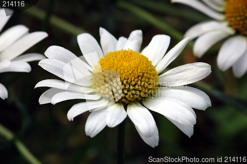 Image of Soft summer, Wild flowers