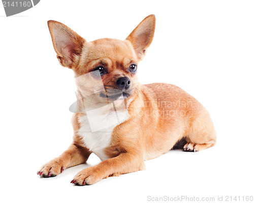 Image of red chihuahua dog isolated on white background