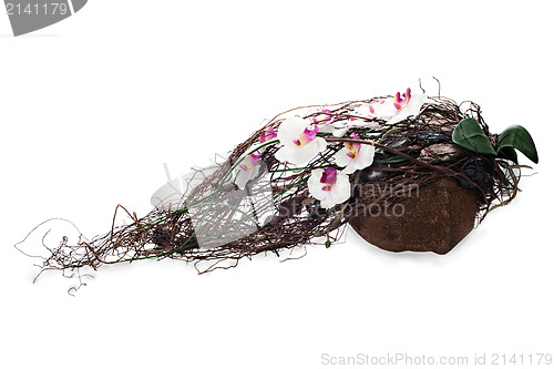 Image of abstract composition from coconut, orchid, rocks and vines isola