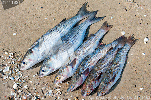 Image of fresh brushed fish ready for cooking on a damp sand