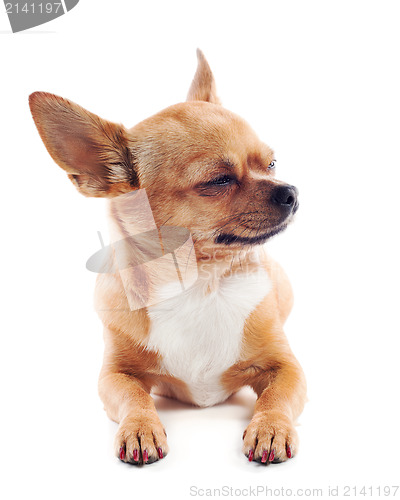 Image of red chihuahua dog isolated on white background